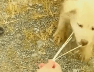 T0506029 A Homeless Stray Puppy in Need Dirty and Desperate for Food part2