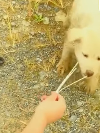 T0506029 A Homeless Stray Puppy in Need Dirty and Desperate for Food part2