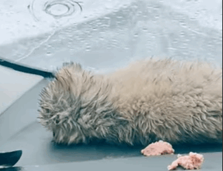 T1604038 Rescue of a family of dogs abandoned in the cold snow part2