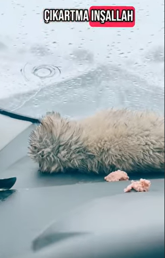 T1604038 Rescue of a family of dogs abandoned in the cold snow part2