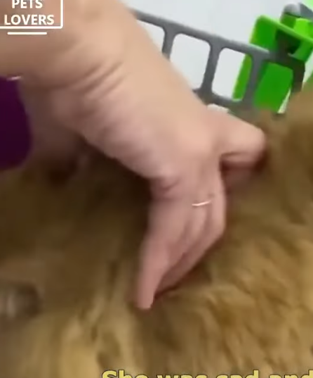 T0506027 Beautiful Cat Was Disabled Begging For Help From Passersby part2