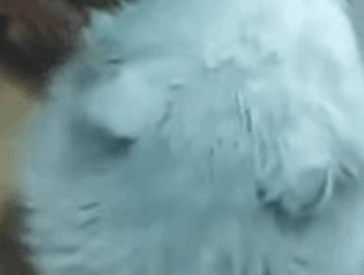 T1604006 Rescue a cat outside my house in the snow❤️ part2