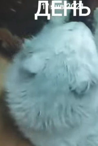 T1604006 Rescue a cat outside my house in the snow❤️ part2