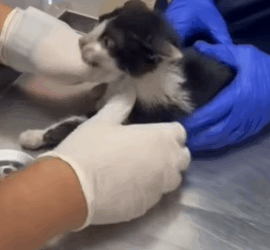 T1705010 Rescue of a little abandoned kitten with serious problems❤️ part2