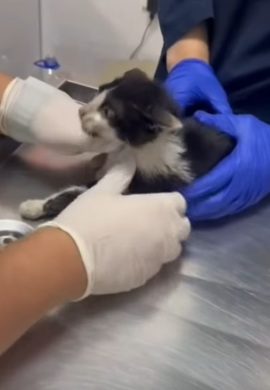 T1705010 Rescue of a little abandoned kitten with serious problems❤️ part2