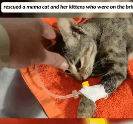 T1605029 rescued a mama cat and her kittens who were on the brink of death#fyp #animalsoftiktok #rescue #cat part2