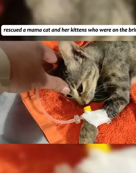 T1605029 rescued a mama cat and her kittens who were on the brink of death#fyp #animalsoftiktok #rescue #cat part2