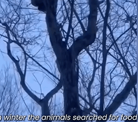 D1705010 High and Helpless Rescuing Lynx from the Treetop part2