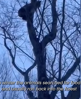 D1705010 High and Helpless Rescuing Lynx from the Treetop part2