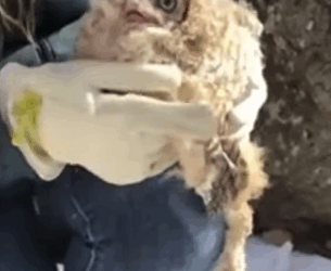 T1905004 The Owl Was Trapped part2