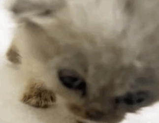 T2105020 Rescue cat part2