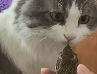 T2305020 There was a trapped sparrow on the windowsill part2