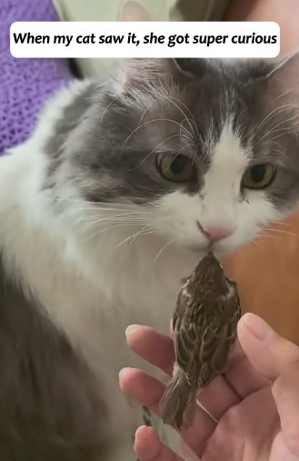 T2305020 There was a trapped sparrow on the windowsill part2