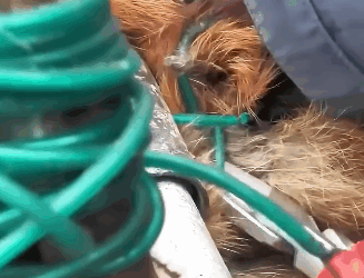T2505001 A man rescued a fox that got its leg caught in a washing line part2