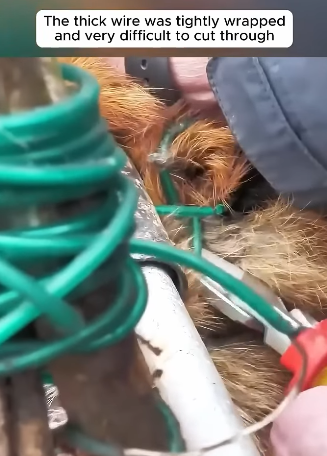 T2505001 A man rescued a fox that got its leg caught in a washing line part2