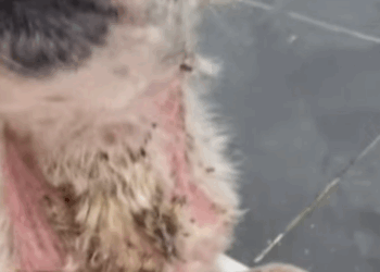 T0406005 Rescue of an abandoned dog in the middle of the way part2