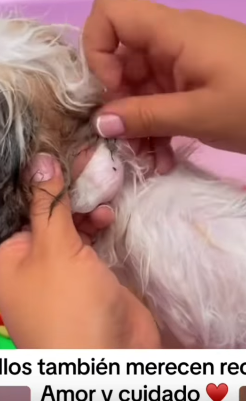 T1505012 Rescue of an abandoned dog in the middle of the street part2