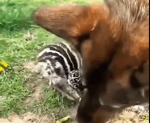 T2705019 The man rescued fragile baby bird and raised it until part2