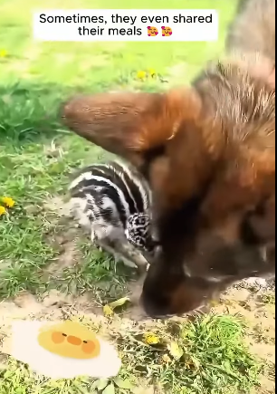 T2705019 The man rescued fragile baby bird and raised it until part2