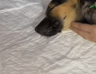 T1604026 Rescue of a dog in the middle of the street with serious problem part2