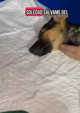 T1604026 Rescue of a dog in the middle of the street with serious problem part2