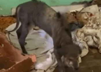 T2705016 Rescued Just in Time Dog Journey Back to Life part2