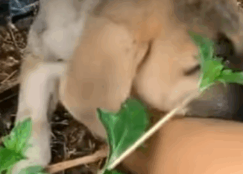 T0506046 Abandoned Puppy Changes Completely after being Rescued part2