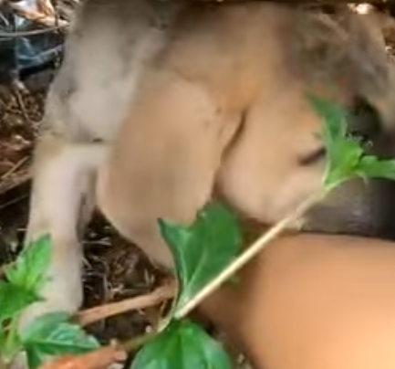 T0506046 Abandoned Puppy Changes Completely after being Rescued part2