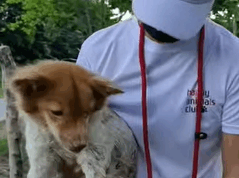 T1604029 I rescue an abandoned dog in serious difficulty and disable part2