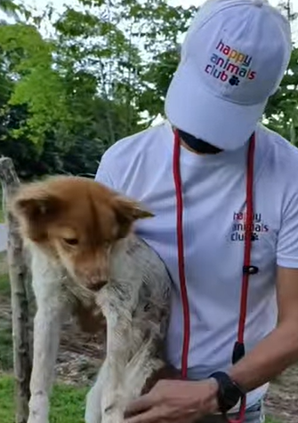 T1604029 I rescue an abandoned dog in serious difficulty and disable part2