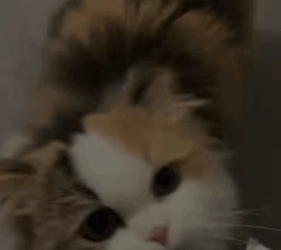 T2705009 Rescue stray cat rescuecat fyp foryoupage poor save move part2