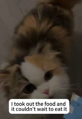 T2705009 Rescue stray cat rescuecat fyp foryoupage poor save move part2