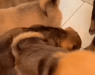 T1604035 Rescue of 5 abandoned puppies in a cardboard box❤️ part2