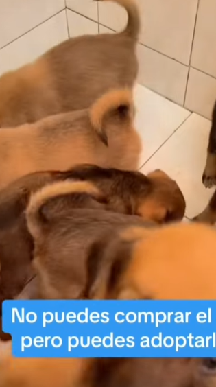 T1604035 Rescue of 5 abandoned puppies in a cardboard box❤️ part2