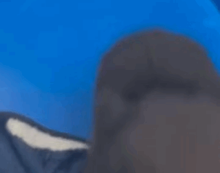 T2705030 Rescuing little bear who lost his mother from drowning in the river part2