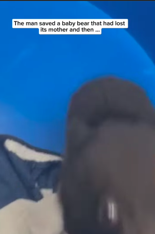 T2705030 Rescuing little bear who lost his mother from drowning in the river part2