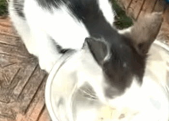 T0506047 Attempts to save a kitten abandoned on the sidewalk part2