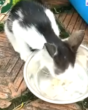 T0506047 Attempts to save a kitten abandoned on the sidewalk part2