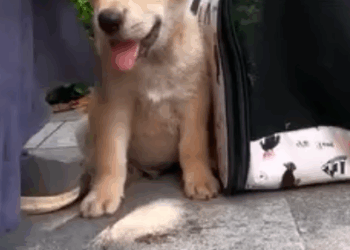 T0506036 Abandoned Puppy was in Tears and Struggling to Survive Until This Happened puppy needs help part2