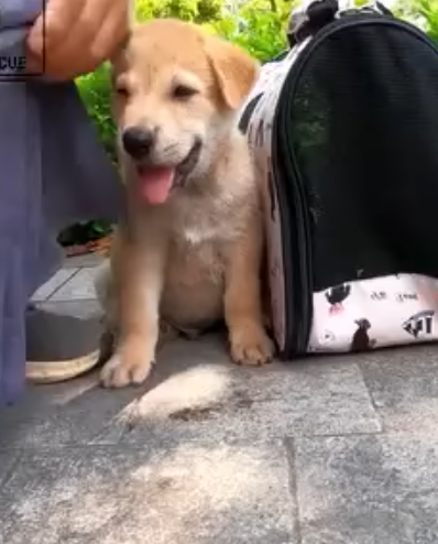 T0506036 Abandoned Puppy was in Tears and Struggling to Survive Until This Happened puppy needs help part2