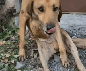 T1604007 Rescue of a dog hit in the middle of the road in a canal part2