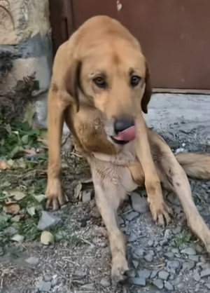 T1604007 Rescue of a dog hit in the middle of the road in a canal part2