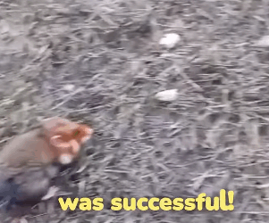 T2705021 Wild hamster rescued from flood part2