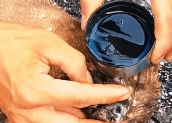 T0506034 A puppy was abandoned because its owner disliked its unattractive fur color and the puppy lay motionless in the landfill awaiting its fate part2