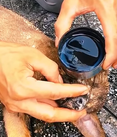 T0506034 A puppy was abandoned because its owner disliked its unattractive fur color and the puppy lay motionless in the landfill awaiting its fate part2