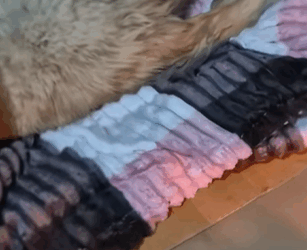 T1604003 Rescue of a dog abandoned in the middle of the street part2