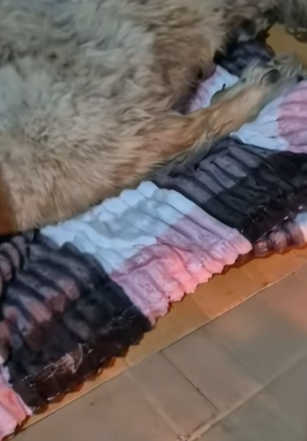 T1604003 Rescue of a dog abandoned in the middle of the street part2