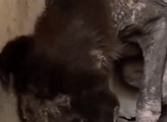 T2705014 The Dog Who Was Rescued Just in Time part2