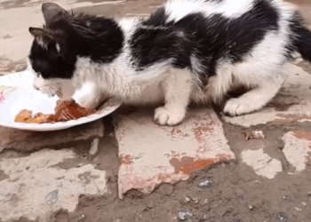 T0506032 Extreme Hunger Cat Crying For Food But He Is Rejected Because He is a Cat part2