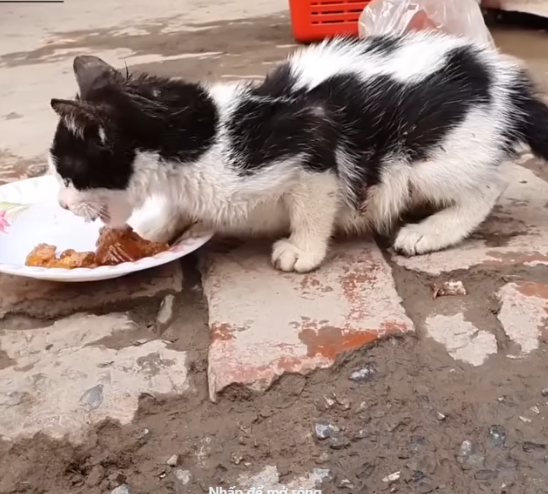 T0506032 Extreme Hunger Cat Crying For Food But He Is Rejected Because He is a Cat part2